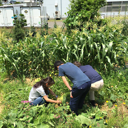 エーアイテック自社菜園