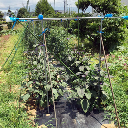 エーアイテック自社菜園