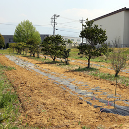 エーアイテック自社菜園