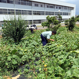 エーアイテック自社菜園