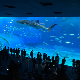美ら海水族館