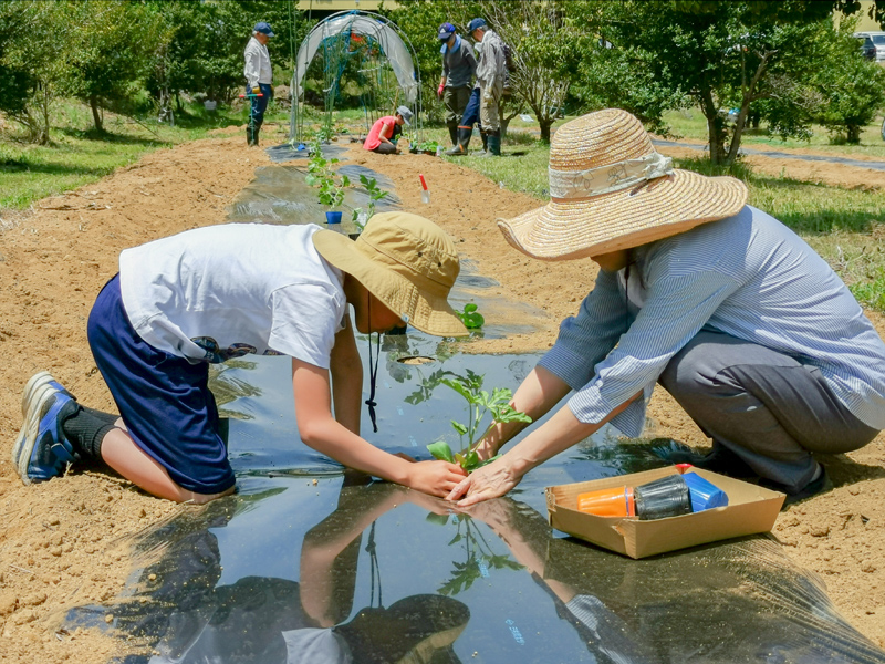 苗植え
