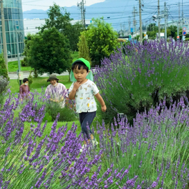 はやしやキッズガーデンの子供たちとラベンダー