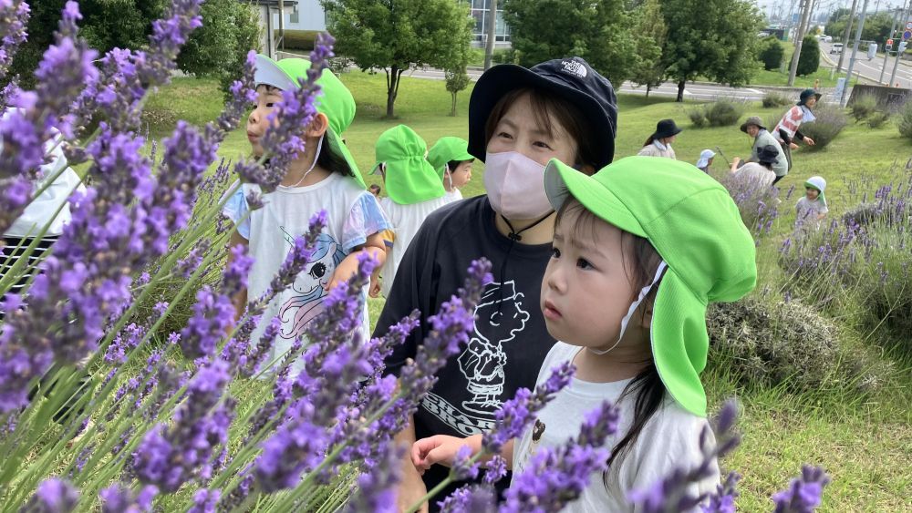 ラベンダー開放