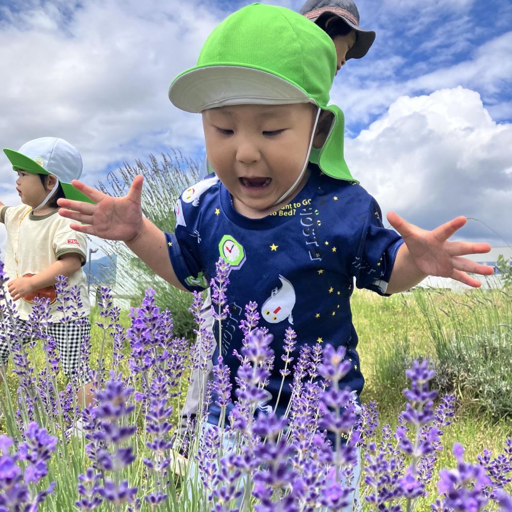 ラベンダー写真6