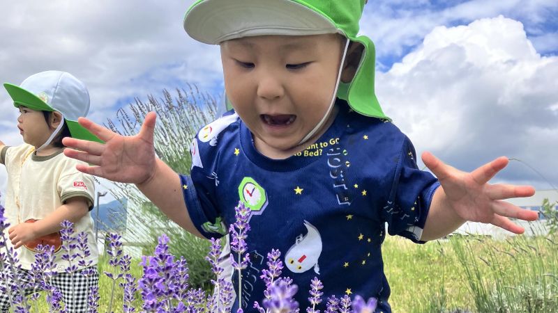 ラベンダー写真